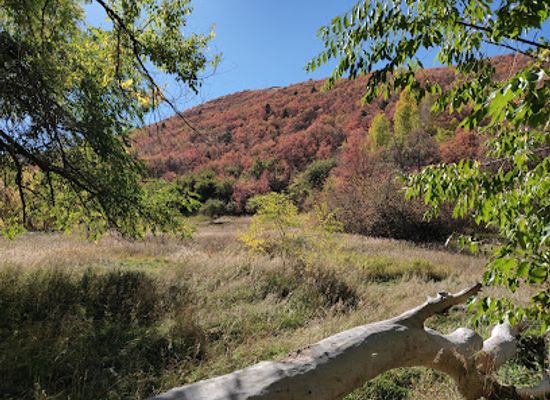 utah/uinta-mountains/attraction/mantua-poppy-field