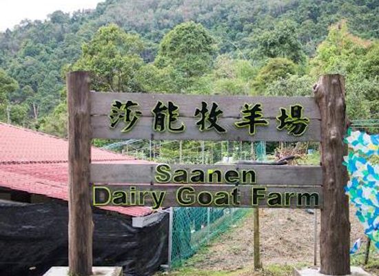 malaysia/penang/attraction/saanen-dairy-goat-farm