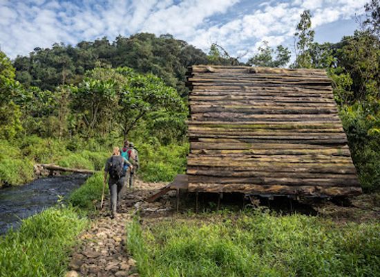 rwanda/butare/attraction/nyungwe-national-park-rwanda