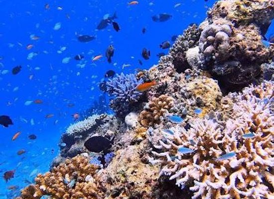 maldives/guraidhoo/attraction/banana-reef-k-guraidhoo