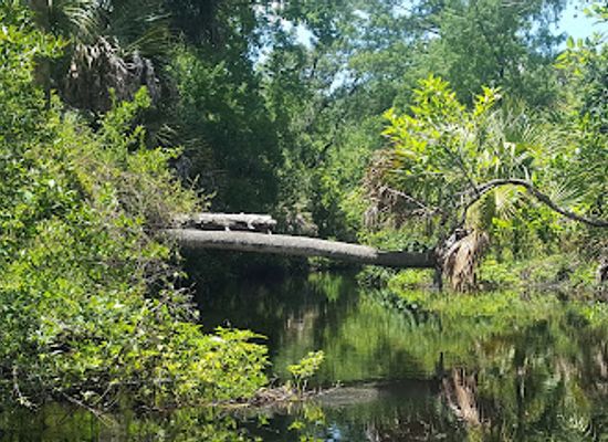 florida/juniper-springs-recreation-area/attraction/juniper-creek-run-canoe-kayak-rental