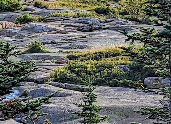 maine/acadia-national-park/attraction/abbe-museum-at-wild-gardens-of-acadia
