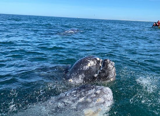 mexico/baja-california-peninsula/attraction/el-vizcaino-biosphere-reserve