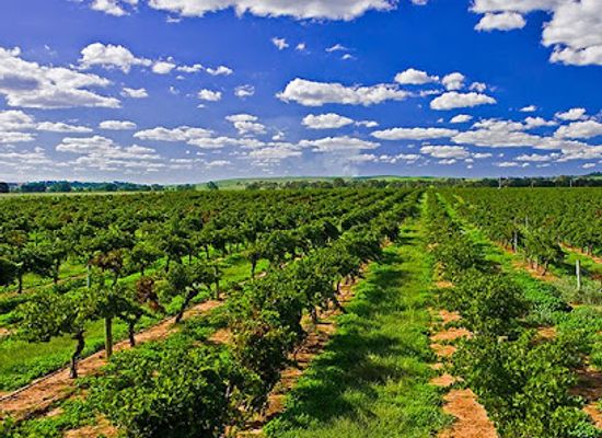 australia/barossa-valley/attraction/penfolds-barossa-valley-cellar-door