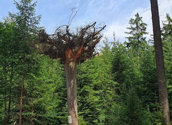 germany/hunsruck/attraction/ein-baum-steht-kopf