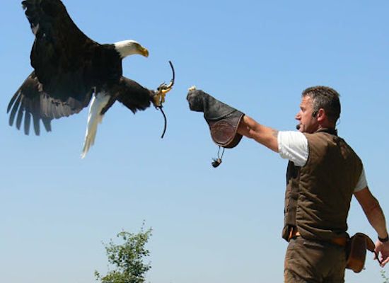 germany/upper-palatinate/attraction/falknerei-greifvogel-park