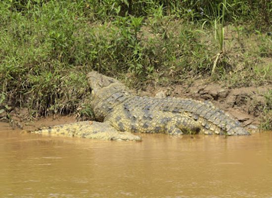 rwanda/karongi/attraction/crocodile-zone