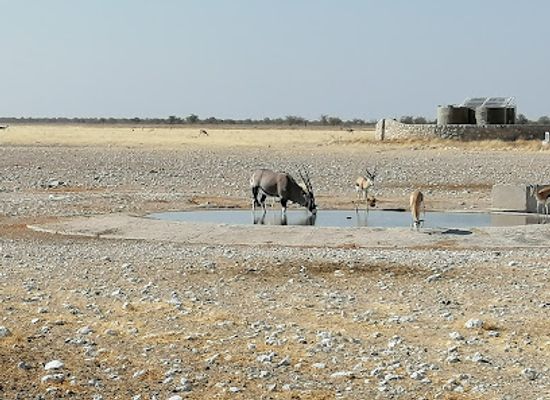 namibia/etosha-village/attraction/gemsbokvlakte