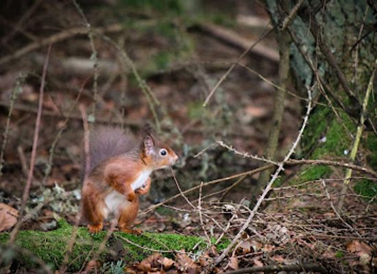 united-kingdom/selkirkshire/attraction/go-wild-scotland