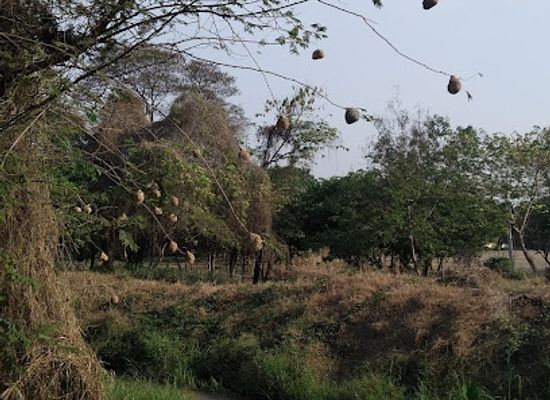 tanzania/coastal-zone/attraction/ruaha