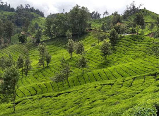 india/munnar/attraction/munnar-scenery