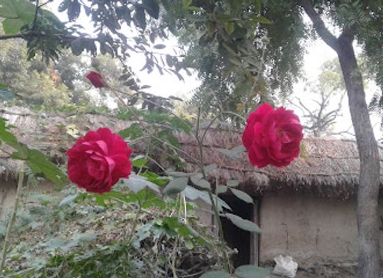 india/uttar-pradesh/attraction/ankit-pal