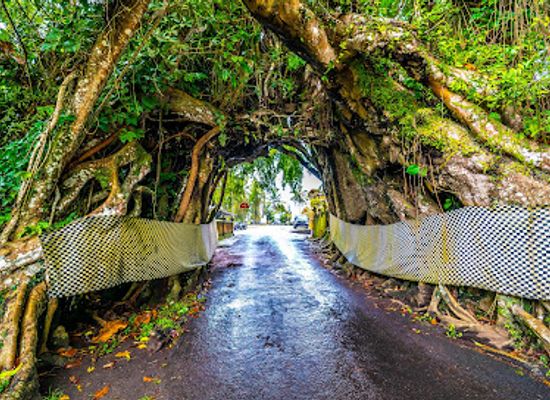 indonesia/bali/attraction/bunut-bolong