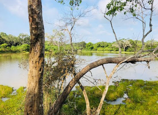 sri-lanka/wilpattu-national-park/attraction/dilum-wilpattu-safari-jeep-service