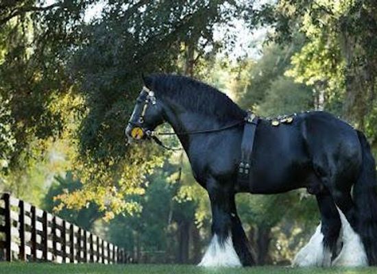 florida/central-florida/attraction/gypsy-gold-horse-farm