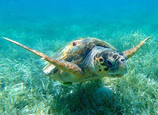 belize/northern-belize/attraction/gladden-spit-and-silk-cayes-marine-reserve