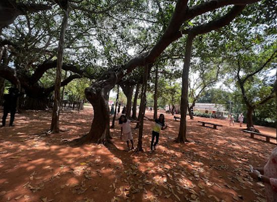 india/pondicherry/auroville/attraction/big-banyan-tree