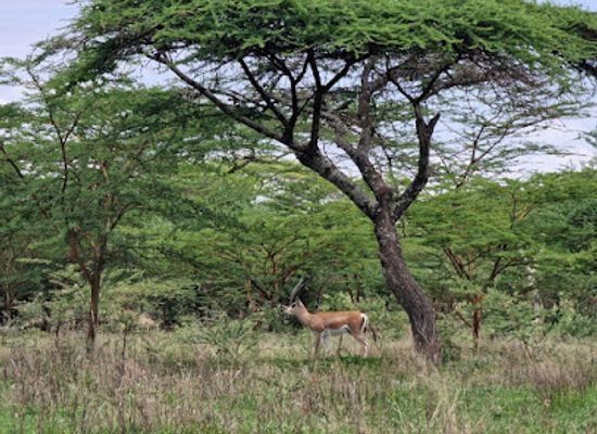 ethiopia/oromia-region/attraction/lake-abijatta