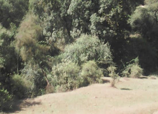 ethiopia/oromia-region/attraction/chilimo-forest