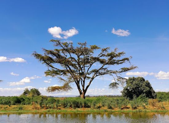 kenya/eldoret/attraction/university-of-eldoret-arboretum