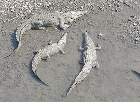 costa-rica/central-pacific/attraction/croclandia-american-crocodile-sanctuary
