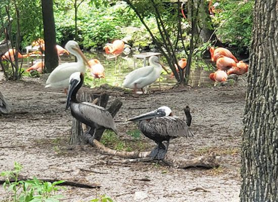 florida/homosassa-springs/attraction/wilderness-park