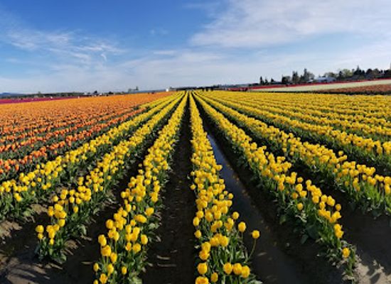 washington/the-skagit-valley/attraction/gordon-skagit-farms