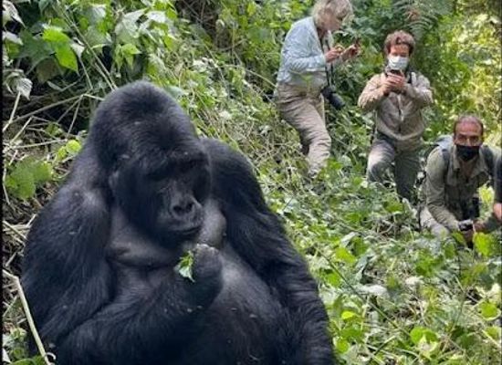 uganda/kampala/attraction/gorilla-uganda-safari-bookings