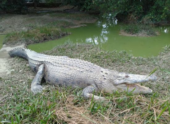 malaysia/perlis/attraction/perlis-snake-park