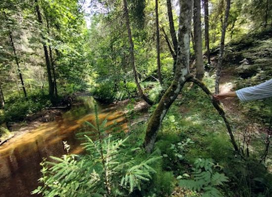 latvia/teici-nature-reserve/attraction/skalupes-avots-natural-spring