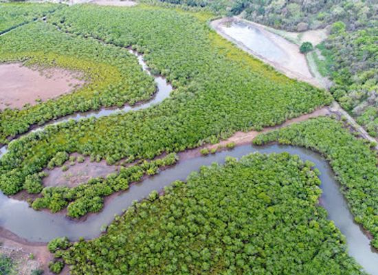 mayotte/maore/attraction/mangrove-de-kaweni