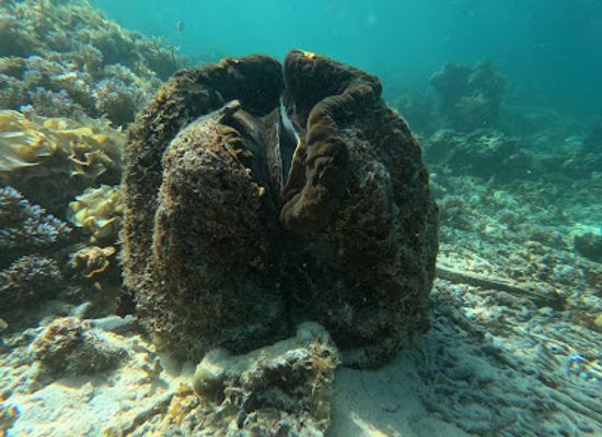 palau/eil-malk/attraction/clam-city