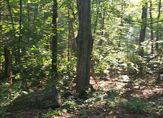 new-hampshire/monadnock-region/attraction/little-monadnock-trail