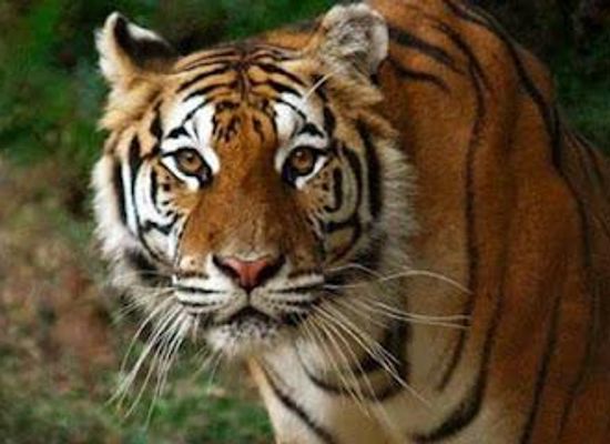 alabama/gadsden/attraction/tigers-for-tomorrow-wild-animal-preserve-inc