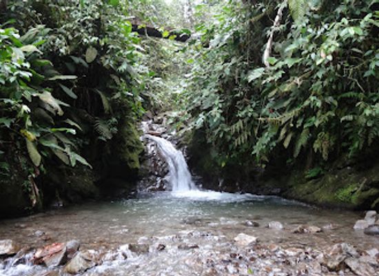 ecuador/mindo-cloud-forest/attraction/reserva-las-tangaras