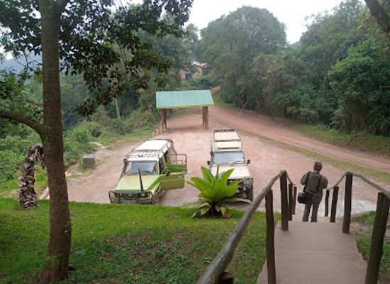 uganda/lake-bunyonyi/attraction/ruhija-gorilla-trekking-camp-trekking-gorillas