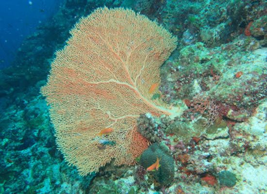 maldives/ari-atoll/attraction/caves-dive-site