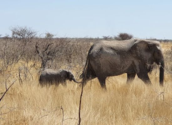 namibia/oshana/attraction/salvadora