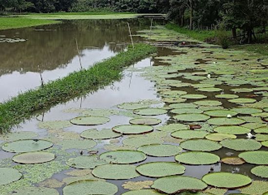 colombia/amazonas-department/attraction/parque-nacional-natural-amacayacu
