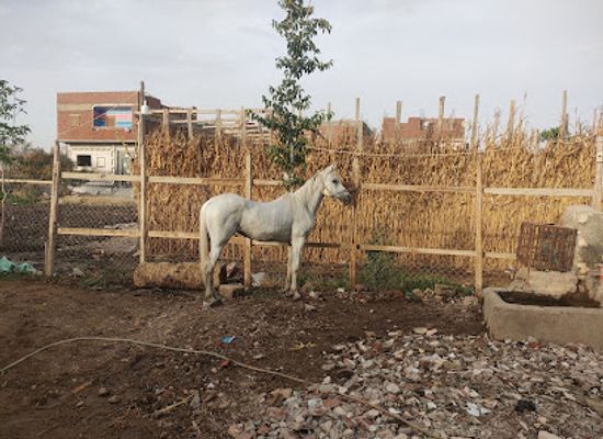 egypt/minya/attraction/stable-al-haj-yasser-fawzi