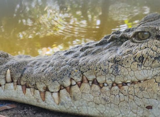 malaysia/klang-valley/attraction/crocodile-lake