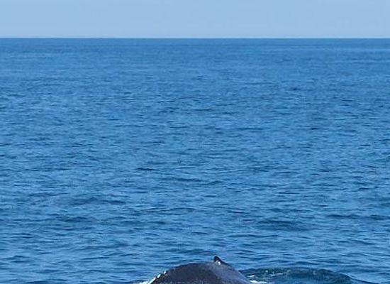 new-hampshire/exeter/attraction/cape-ann-whale-watch