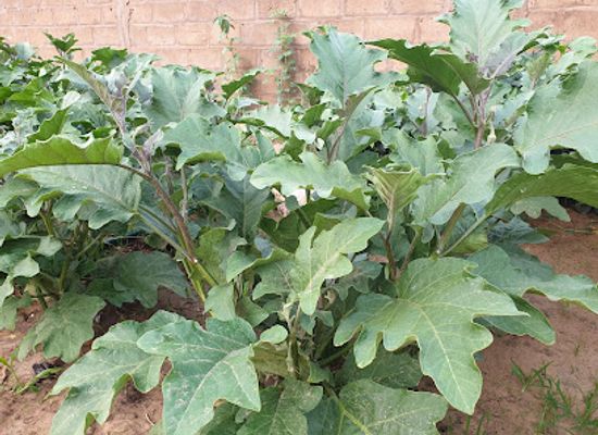 the-gambia/farafenni/attraction/njiekunda-agrifarming