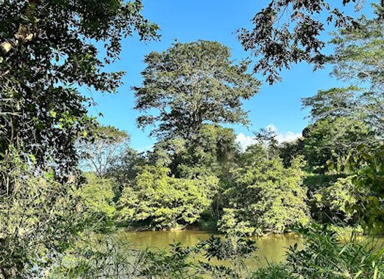 belize/mountain-pine-ridge-forest-reserve/attraction/belize-raptor-center