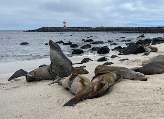 ecuador/galapagos-islands/attraction/point-carola-beach