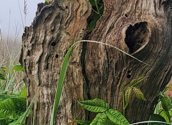 delaware/bombay-hook-national-wildlife-refuge/attraction/boardwalk-trail