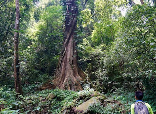 laos/oudomxay-province/attraction/giant-tree