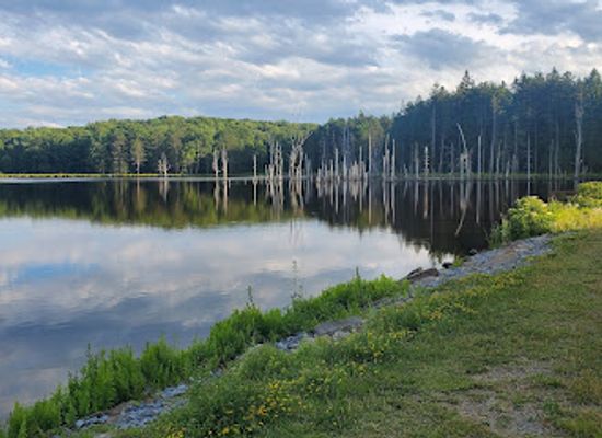 pennsylvania/allegheny-national-forest/attraction/moshannon-state-forest