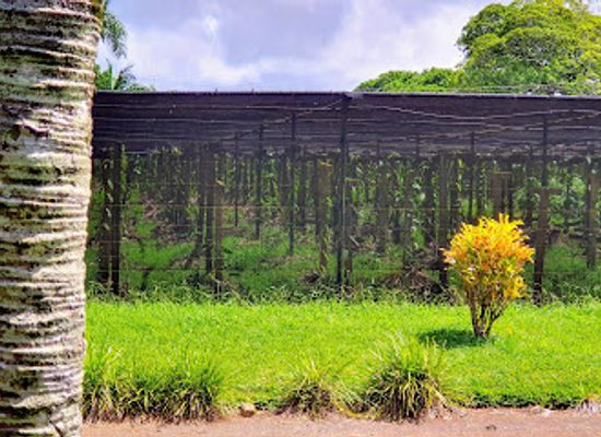 mauritius/savanne/attraction/domaine-de-saint-aubin-le-saint-aubin-restaurant