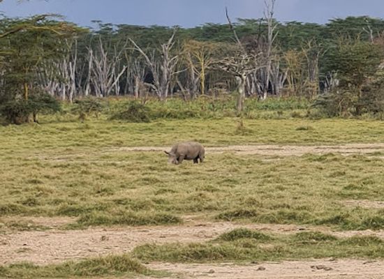 kenya/nakuru/attraction/rhino-point